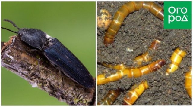 Личинки насекомых фото и названия на огороде
